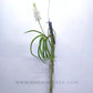 Rhynchodenia Magic Wand Alba - FF