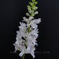 Rhynchodenia Magic Wand Alba - FF