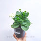 Kalanchoe | Flowering Plants