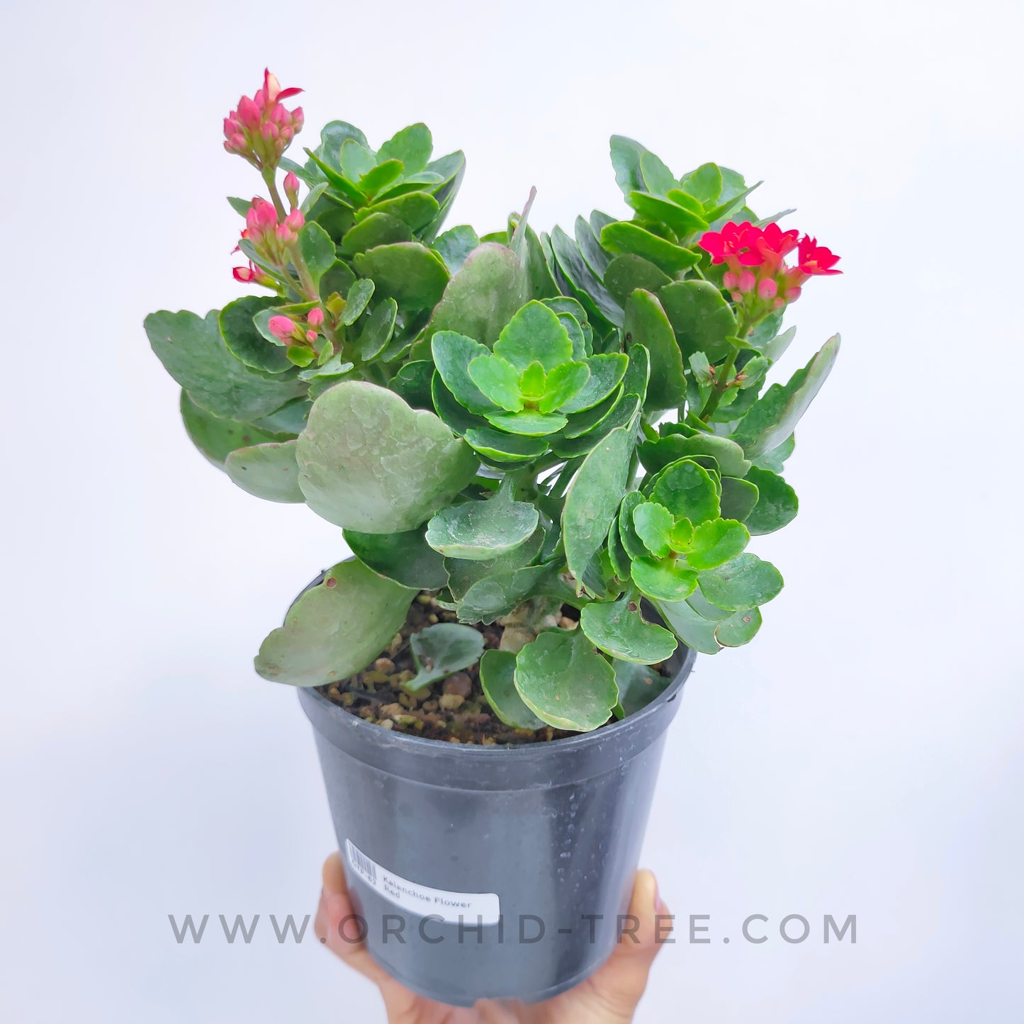 Kalanchoe | Flowering Plants