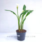 Calla Lilly