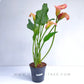 Calla Lilly