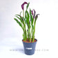 Calla Lilly
