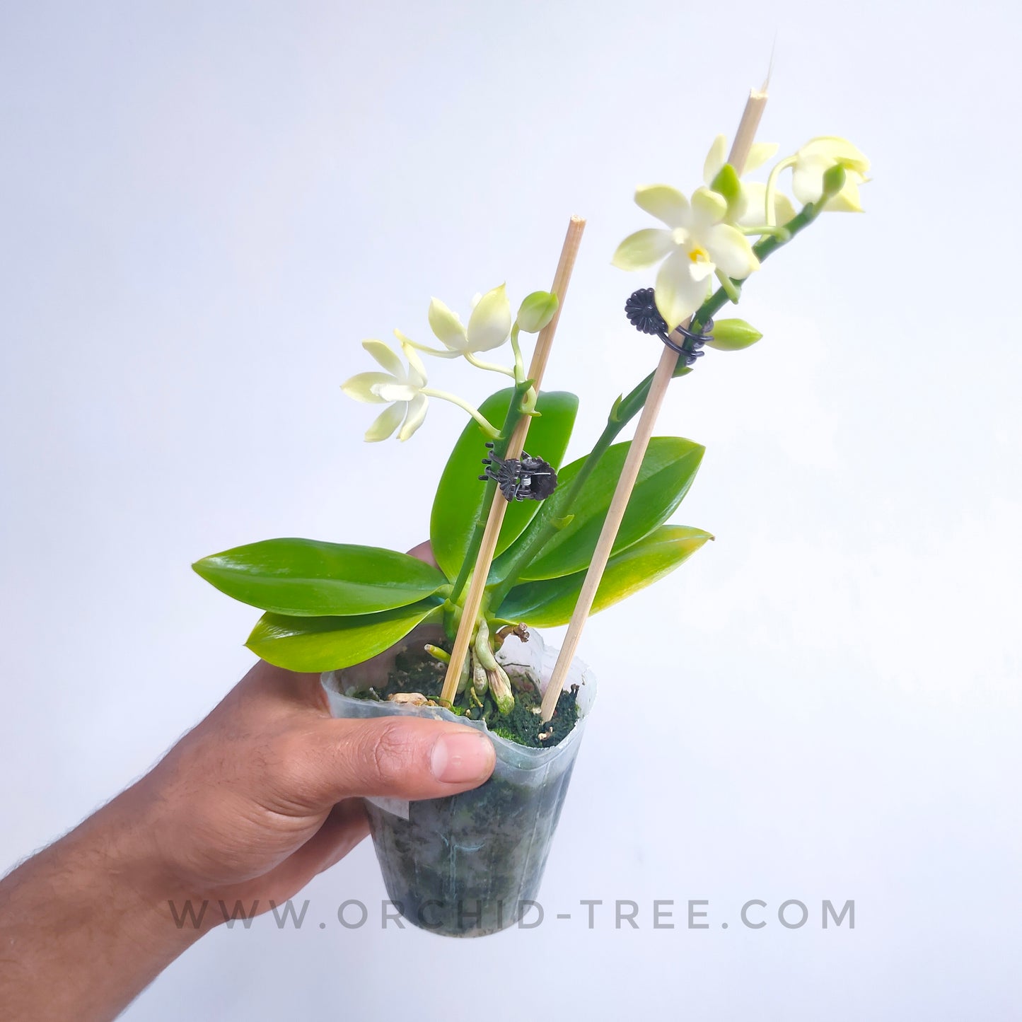 Phalaenopsis tetraspis Green × sib - BS