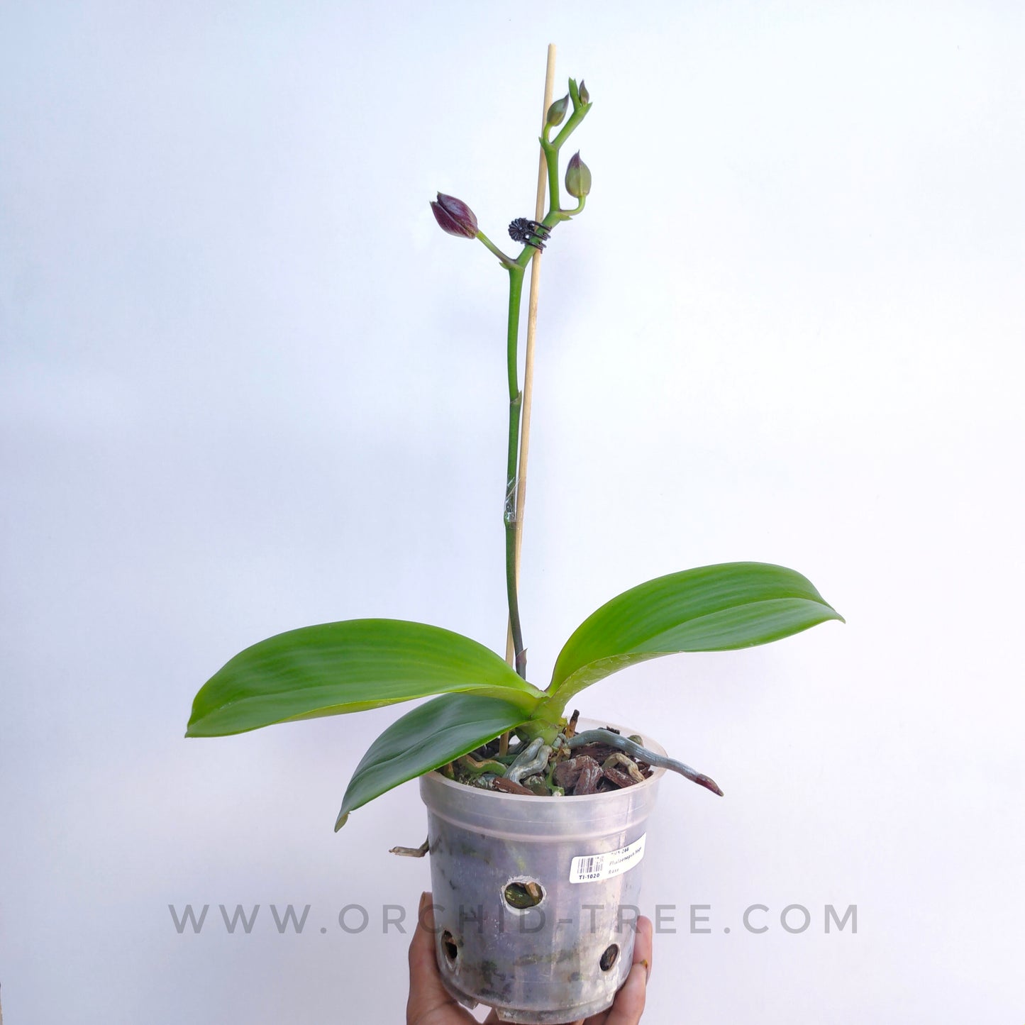 Phalaenopsis Sogo Rose - FF