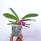 Phalaenopsis lueddemanniana sp. - BS