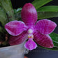 Phalaenopsis lueddemanniana sp. - BS