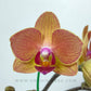 Phalaenopsis Fangmei Splash - FF