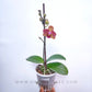 Phalaenopsis Orange Lacewing - FF