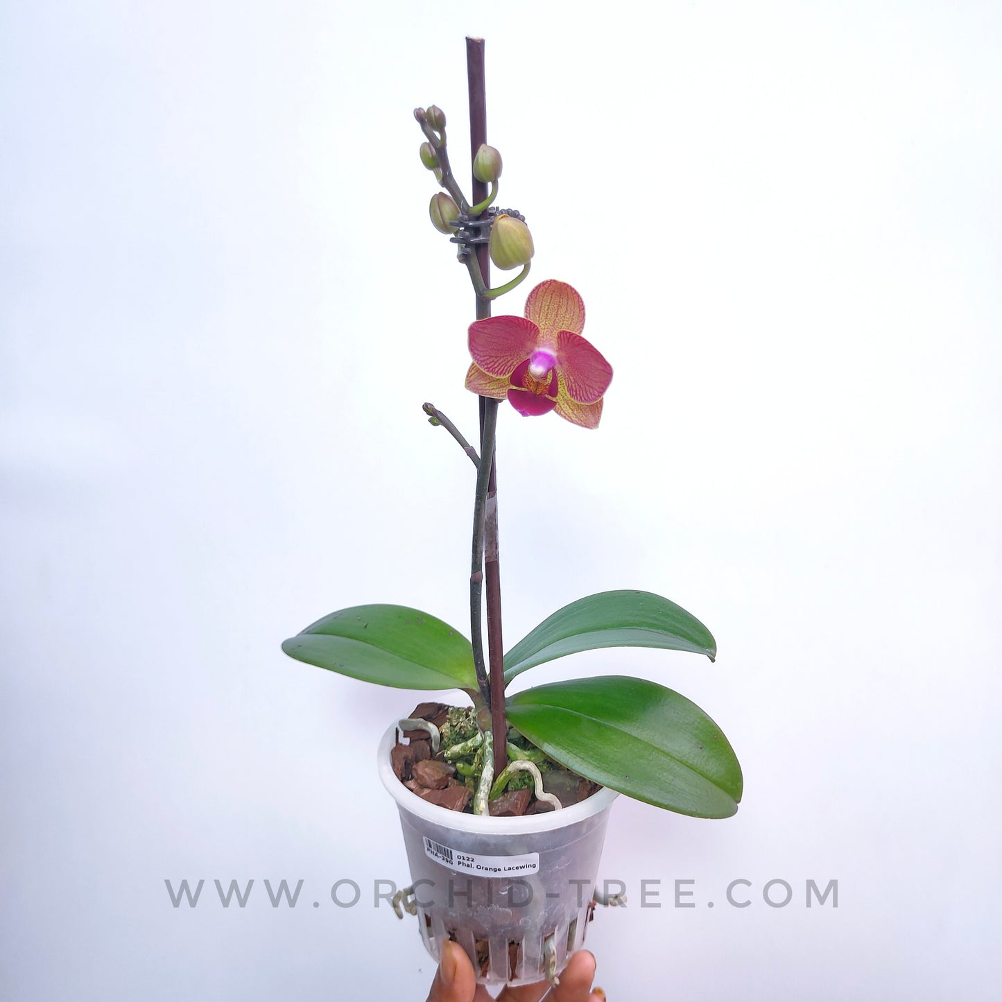 Phalaenopsis Orange Lacewing - FF