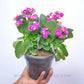 Kalanchoe | Flowering Plants