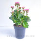 Kalanchoe | Flowering Plants