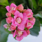 Kalanchoe | Flowering Plants