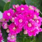 Kalanchoe | Flowering Plants