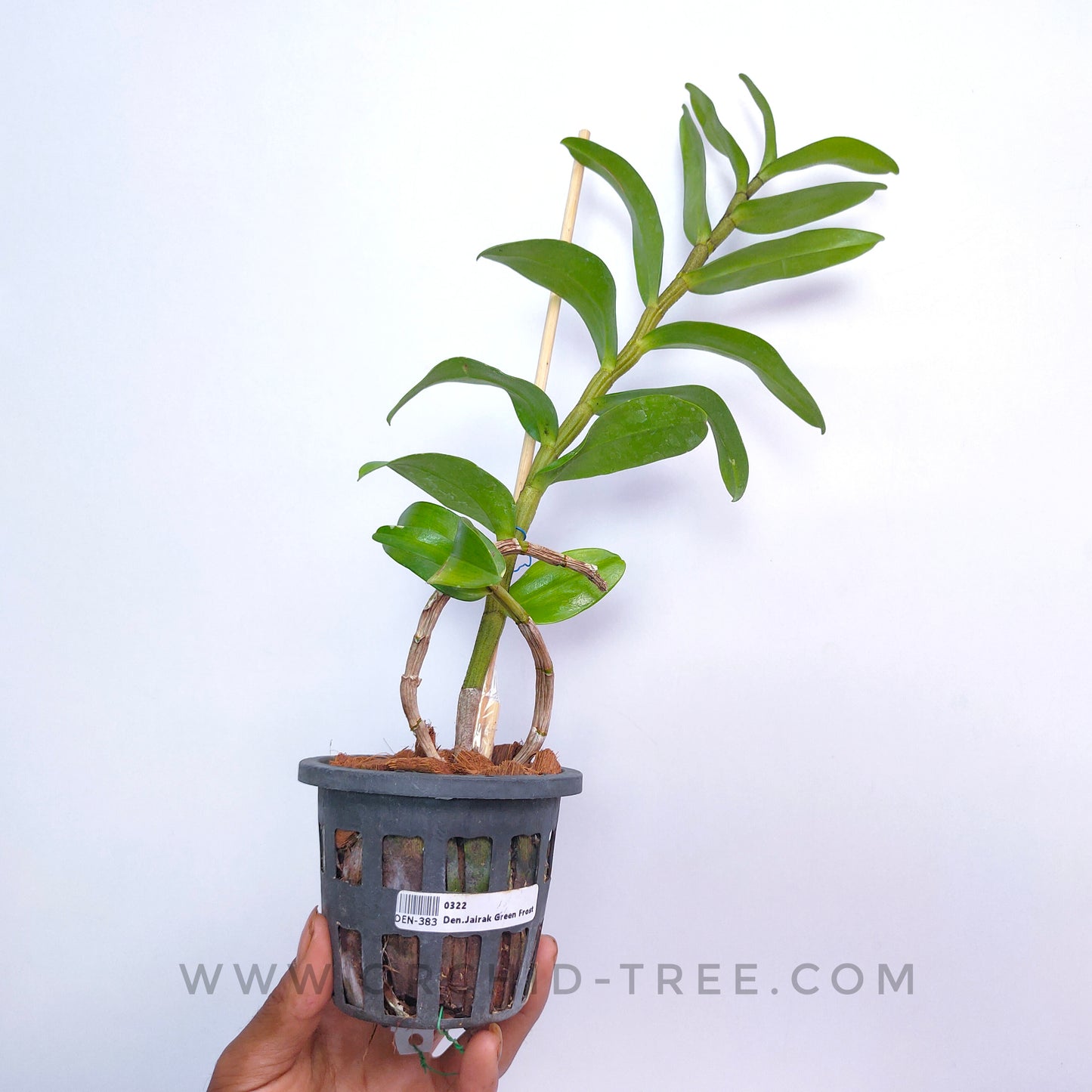 Dendrobium Jairak Green Frost - FF