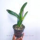 Cattleya Taiwan Big Lip 'FANGtastic' - BS
