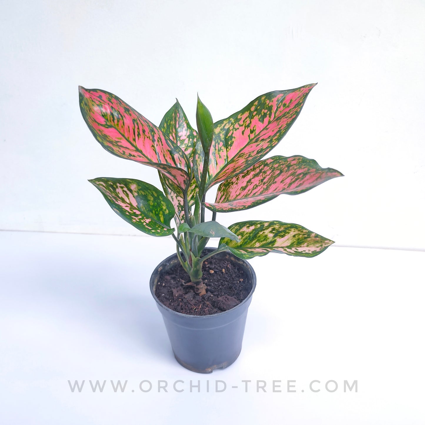 Aglonema | 6 Varieties