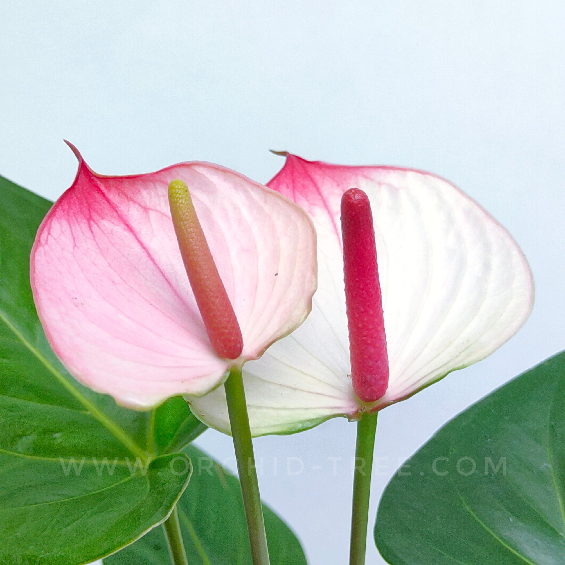 white anthurium Anthurium Princess White