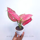 Aglonema | 6 Varieties