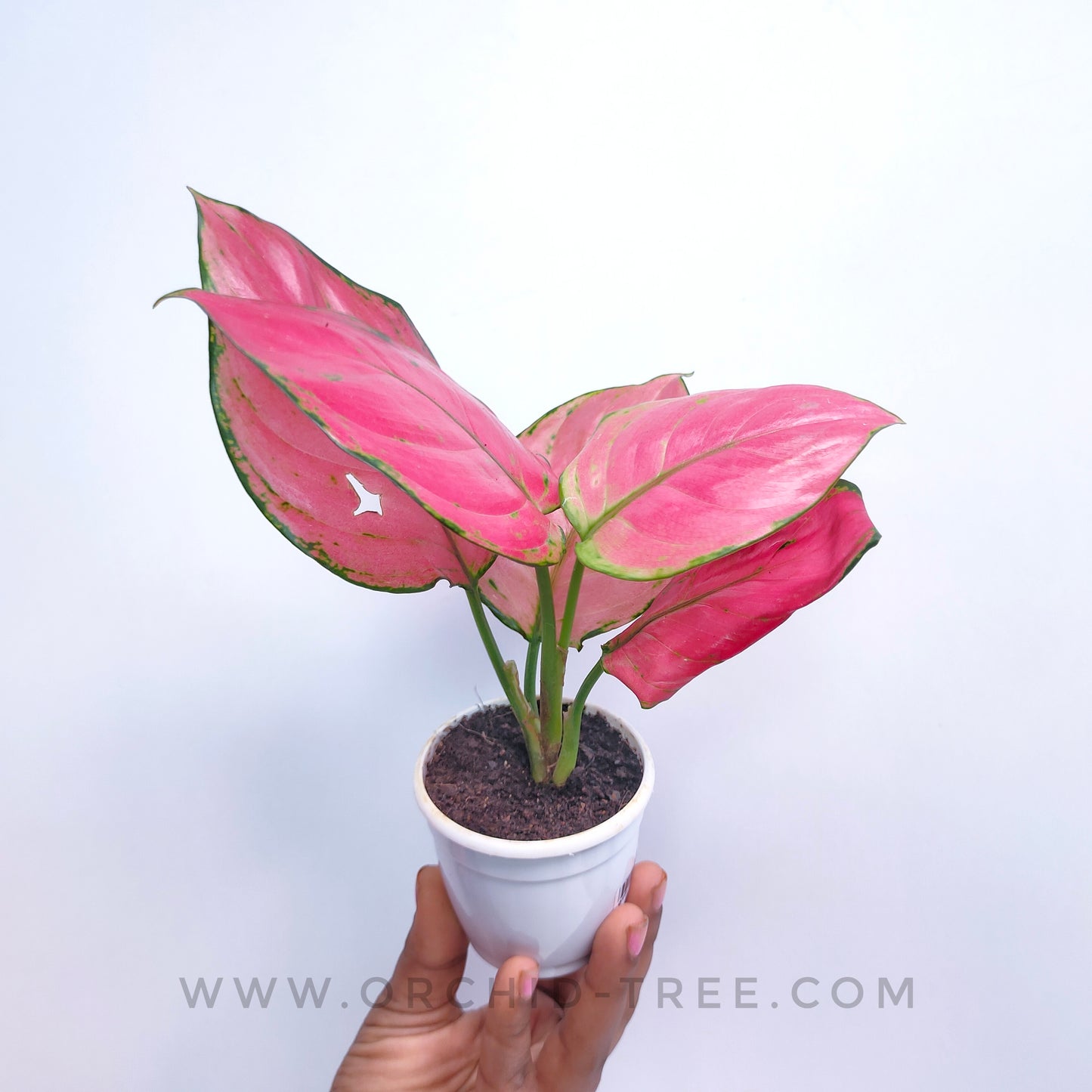 Aglonema | 6 Varieties