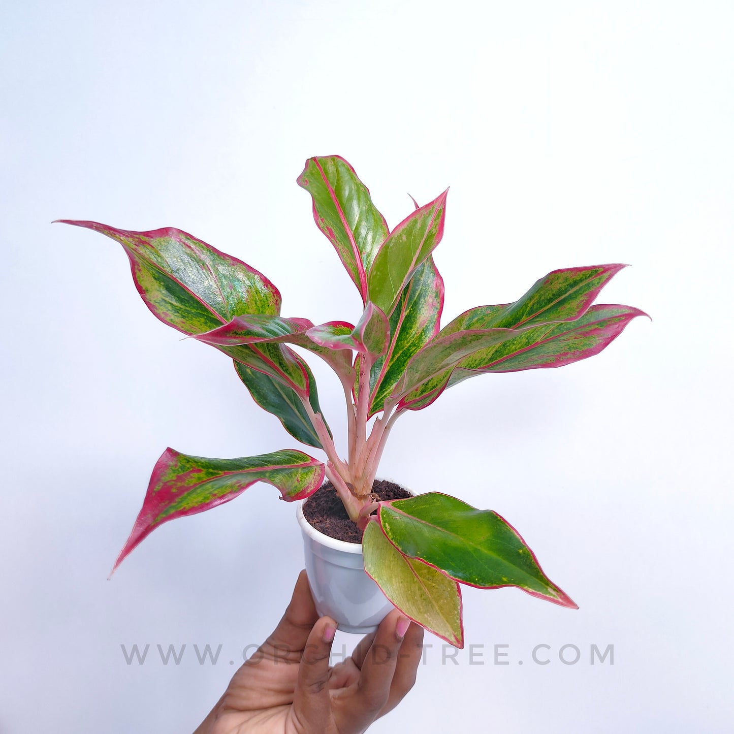 Aglonema | 6 Varieties