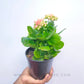 Kalanchoe | Flowering Plants