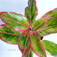 Aglonema | 6 Varieties