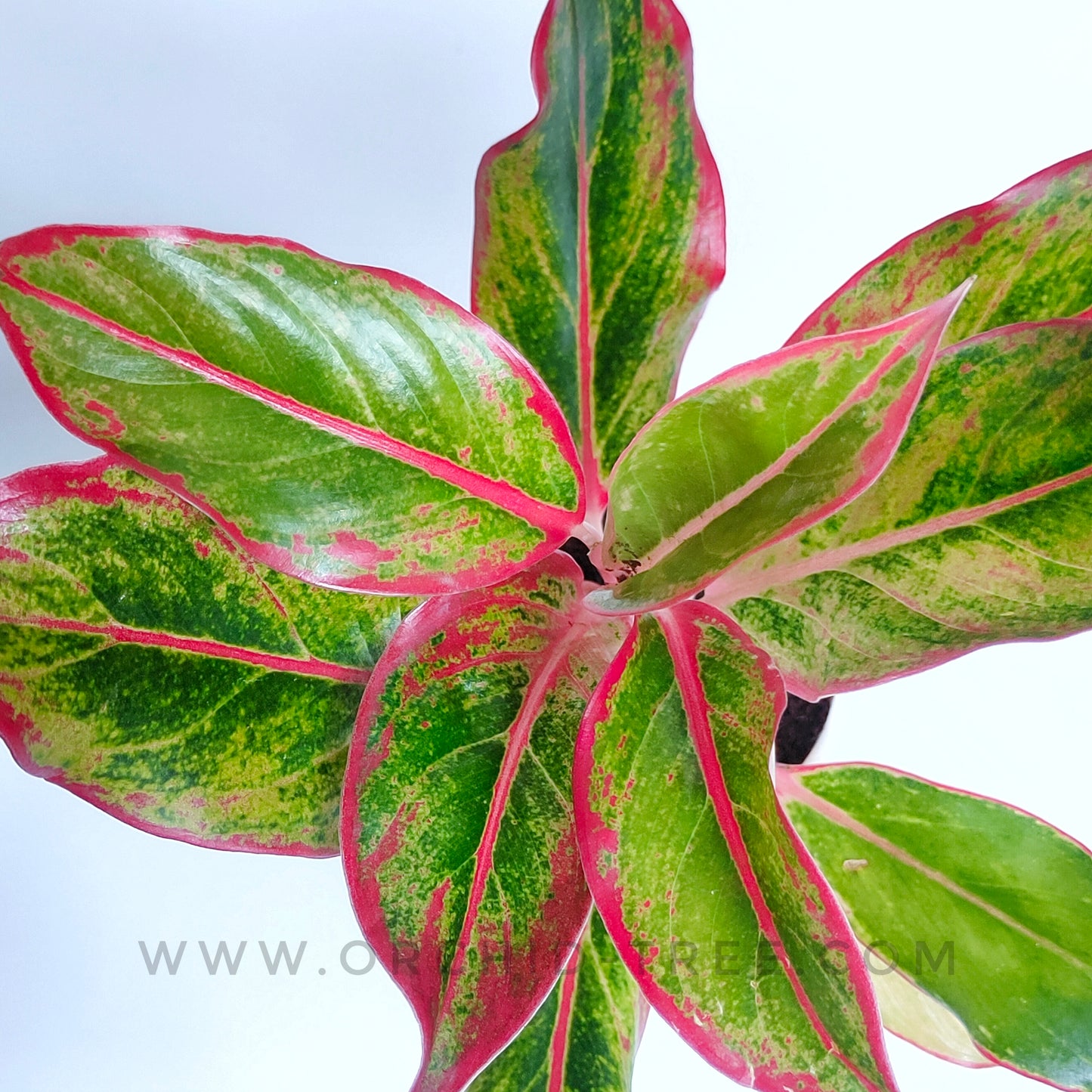 Aglonema | 6 Varieties