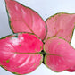 Aglonema | 6 Varieties