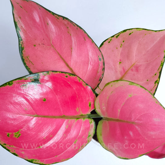 Aglonema Pink