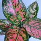 Aglonema | 6 Varieties