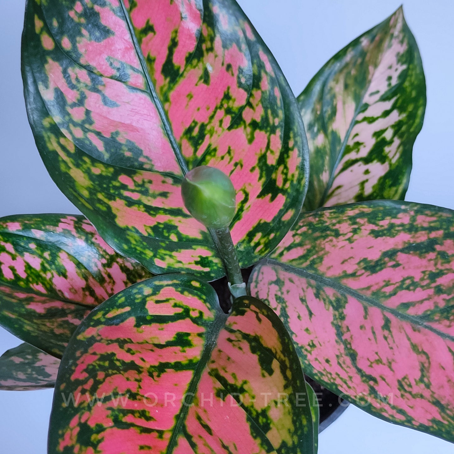 Aglonema | 6 Varieties