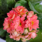 Kalanchoe | Flowering Plants