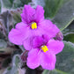 African Violet | Single Petal