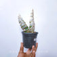 Catasetum Jamie Lawson XOXO - BS