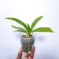 Phalaenopsis Tzu Chiang Sapphire 'Blue' - BS