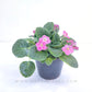 African Violet | Single Petal