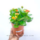 Kalanchoe | Flowering Plants