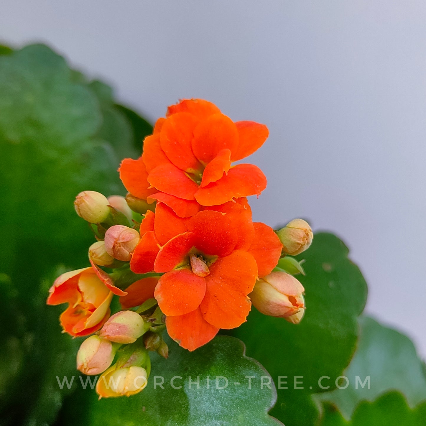 Kalanchoe | Flowering Plants