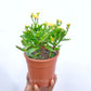 Kalanchoe | Flowering Plants