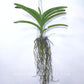 Vanda Pure's Wax Pink - BS