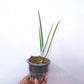 Brassavola (Cattleya) cucullata sp. - BS