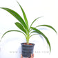 Spathoglottis Peach - BS