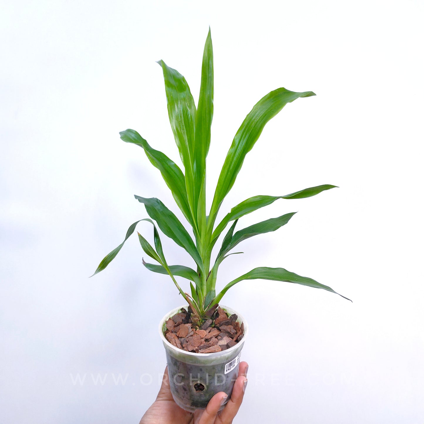 Zygopetalum Trozy Blue - BS