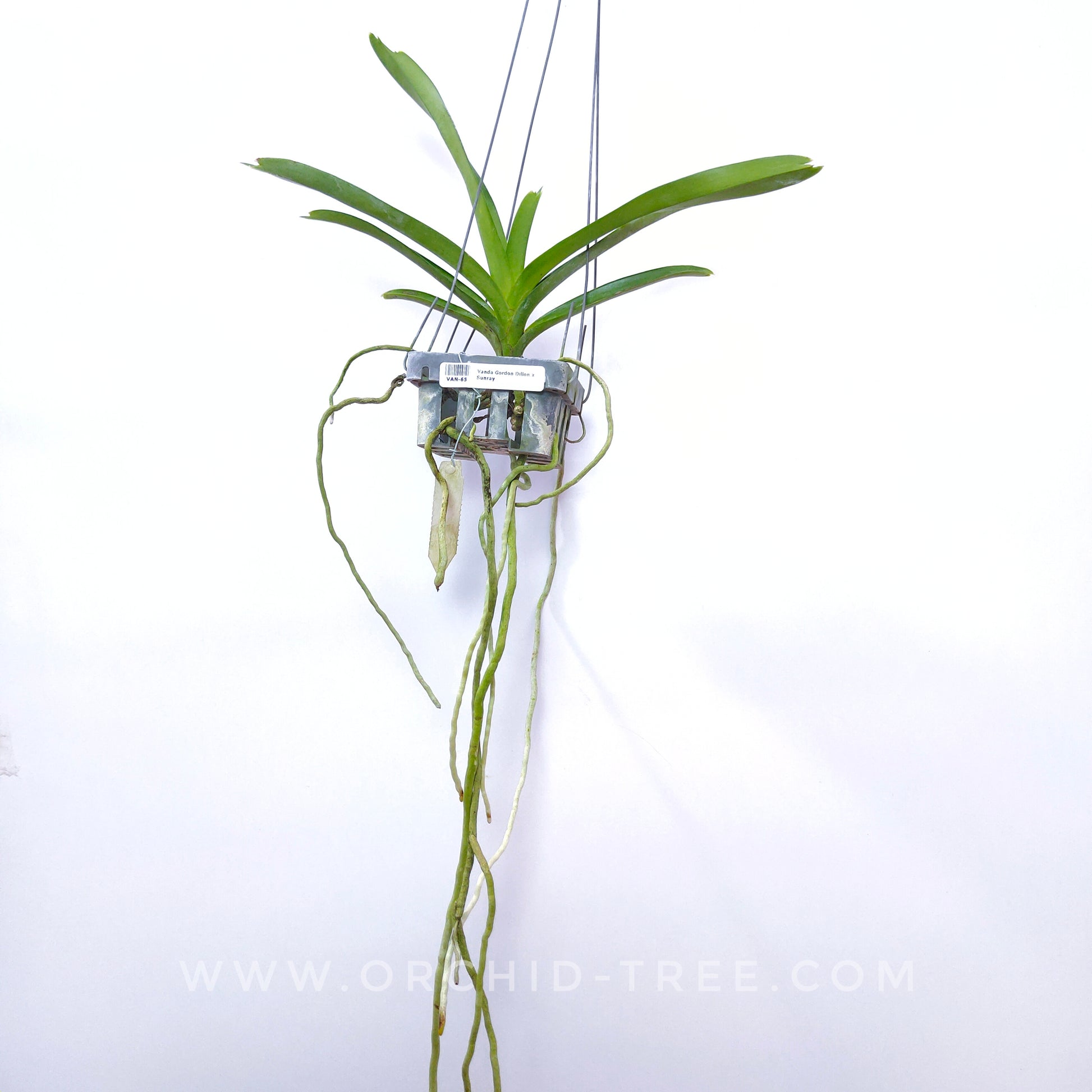Vanda Gordon Dillon x Sunray - BS - Buy Orchids Plants Online by Orchid-Tree.com