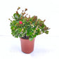 Kalanchoe | Flowering Plants