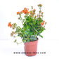 Kalanchoe | Flowering Plants