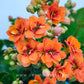 Kalanchoe | Flowering Plants