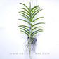 Vanda tessellata var. semi alba sp. - BS