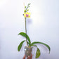 Phalaenopsis Ching Ann Angel - FF